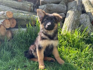 Duitse Herder teefje Puppy te koop 010654327