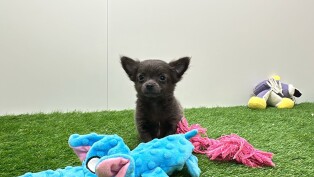 Chihuahua male 010654328