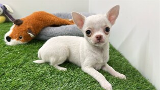 Chihuahua female Puppy for sale 010654344