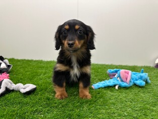 Crossbreed Dachshund x Mix female 010654349