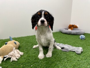 Cavalier King Charles Spaniel femelle Chiot à vendre 010654351