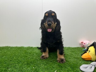 Engelse Cocker Spaniel reu 010654353
