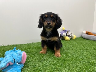 Crossbreed Dachshund x Mix female 010654359