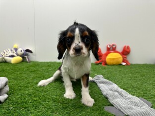 Cavalier King Charles Spaniel teefje 010654360