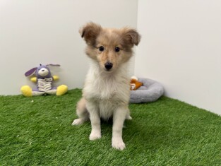 Shetland Sheepdog teefje Puppy te koop 010654362