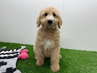 Goldendoodle male Chiot à vendre 010654365