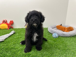 Kruising Poedel reu Puppy te koop 010654367