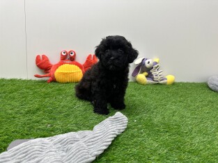 Croise Caniche male Chiot à vendre 010654371
