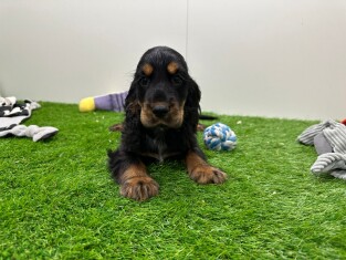 Cocker Anglais male Chiot à vendre 010654375