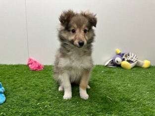 Shetland Sheepdog male Chiot à vendre 010654387