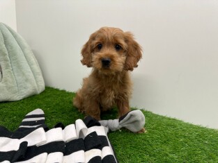 Cockapoo reu Puppy te koop 010654389
