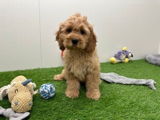 Cockapoo reu Puppy te koop 010654391