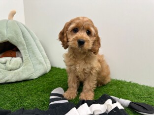 Cockapoo femelle Chiot à vendre 010654394
