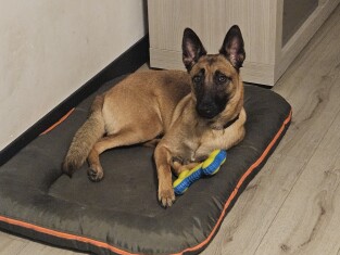 Mechelse Herder teefje 010658404