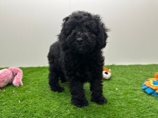 Caniche male 010670396