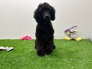 Poedel reu Puppy te koop 010670396