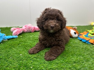 Poodle male 010670420