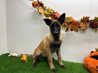 Berger Malinois male 010673119