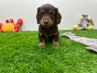 Teckel teefje Puppy te koop 010673124