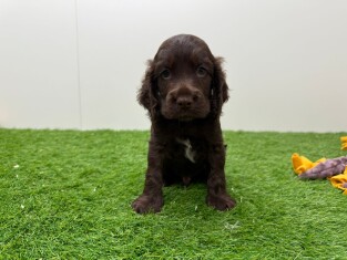 Engelse Cocker Spaniel reu Puppy te koop 010673127
