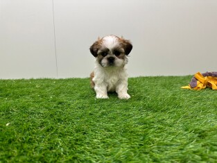 Shih Tzu female Puppy for sale 010673128