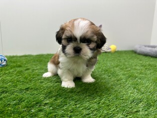 Shih Tzu reu Puppy te koop 010673130