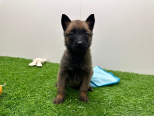 Malinois Belgian Shepherd Dog female Puppy for sale 010673139