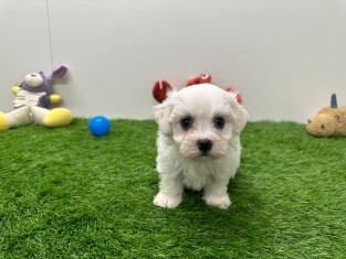 Maltese male Puppy for sale 010673143