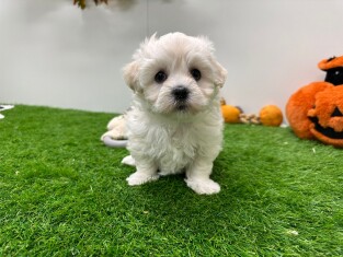 Bichon Maltais femelle Chiot à vendre 010673149