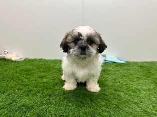 Shih Tzu male Puppy for sale 010673150