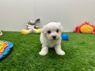 Maltezer reu Puppy te koop 010673151