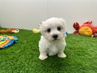Maltezer teefje Puppy te koop 010673155