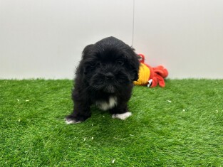 Lhasa Apso male 010673158