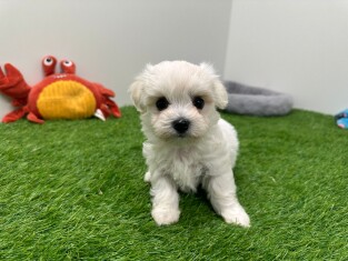 Maltese female Puppy for sale 010673159