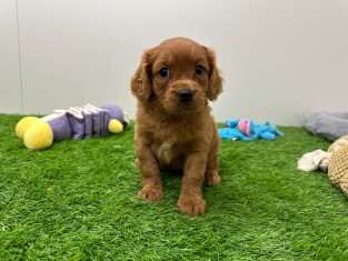 Cavapoo femelle Chiot à vendre 010673171
