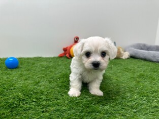 Maltezer reu Puppy te koop 010673172
