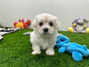 Bichon Maltais male 010673179