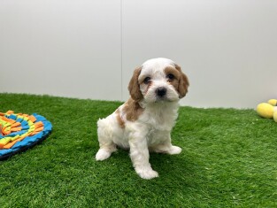 Cavapoo female Puppy for sale 010673187