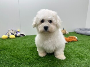 Bichon Frise reu 010673196