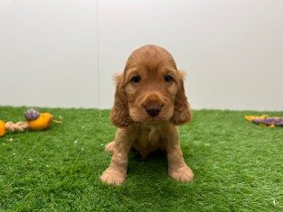 Cocker Anglais male 010673200