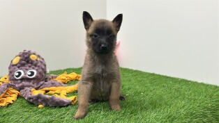 Malinois Belgian Shepherd Dog female Puppy for sale 010673207