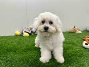 Bichon Frise reu 010673211