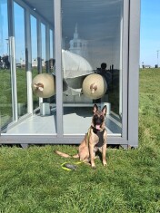 Malinois Belgian Shepherd Dog male Adoption for sale 010673216