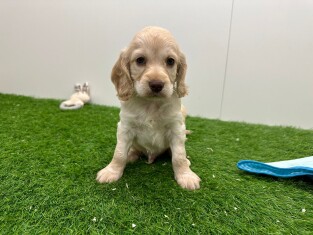 Cockapoo male Puppy for sale 010673219