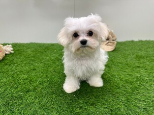 Maltezer reu Puppy te koop 010673220