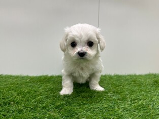 Bichon Maltais male 010673220