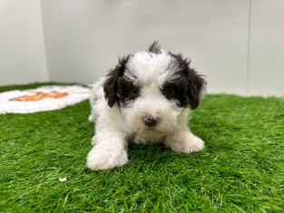 Bichon Havanais male 010673228