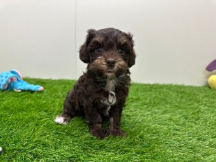 Bichon Havanais femelle 010673238