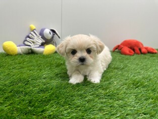 Lhassa Apso femelle Chiot à vendre 010673240