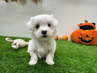Maltezer teefje 010673243